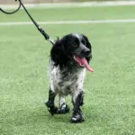 Hidratação e conforto como cuidar do seu pet no calor