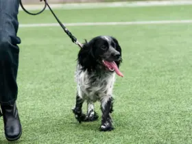 Hidratação e conforto como cuidar do seu pet no calor