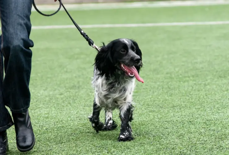 Hidratação e conforto como cuidar do seu pet no calor